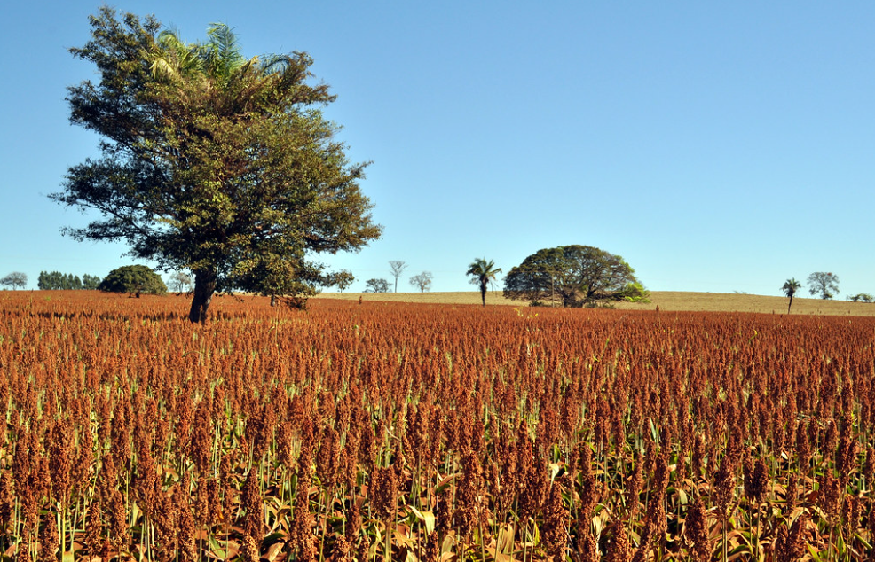 Qual A Importância Da Agricultura? Principais Funções!